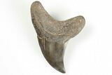 Rare, Fossil Mackerel Shark (Parotodus) Tooth - South Carolina #202019-1